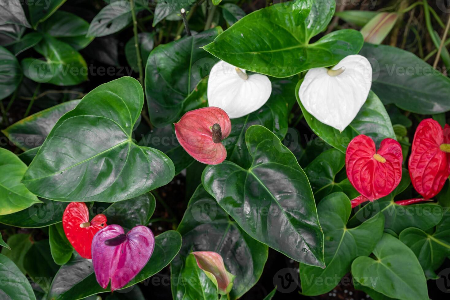 Anthuriums featuring heart-shaped spathes in red Kozohara, Ozaki, Starlight Red, Princess Lily, pink Lavender Lady, Lorraine, white Acropolis, and purple Lavender Lady, Lorraine photo