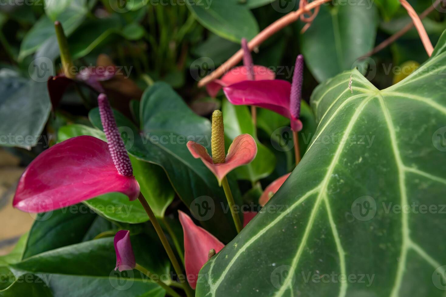 Bright pink Anthurium andraeanum flowers, variety Arizona, with purple and yellow spadices, surrounded by glossy green leaves in a natural setting photo