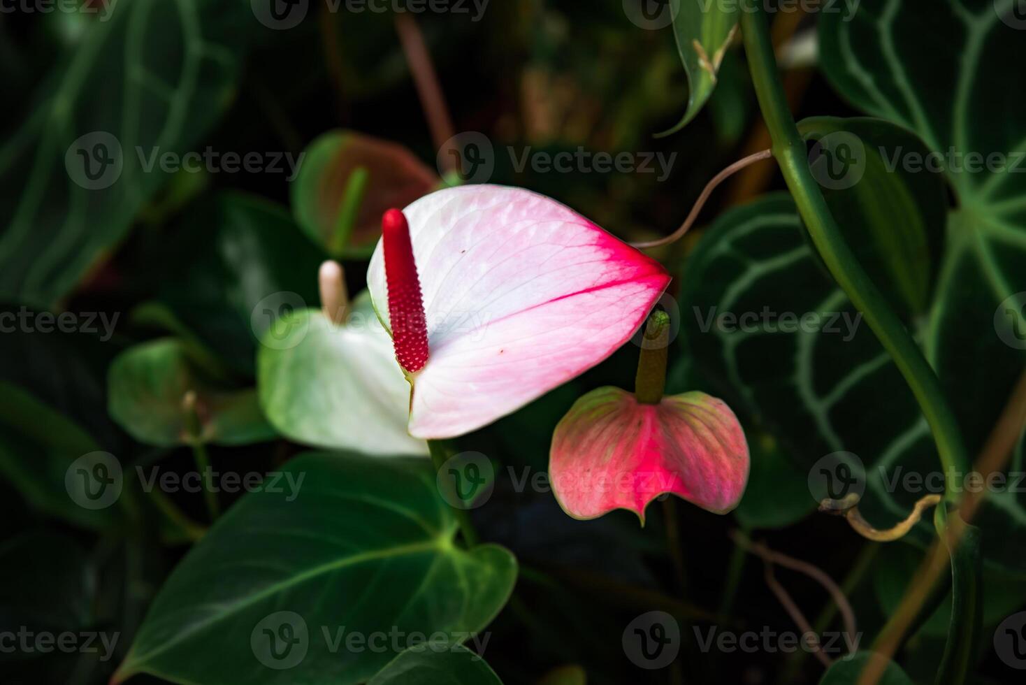 Pink and white Anthurium andreanum flower, variety Princess Amalia Elegance, with a red spadix, surrounded by lush green leaves in natural light photo