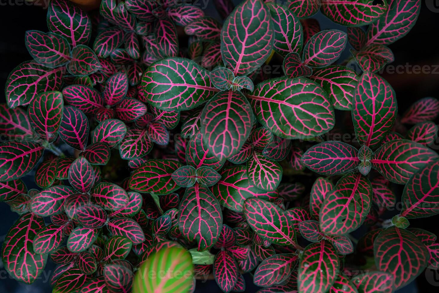 Close-up of Fittonia verschaffeltii 'Red' with dark green leaves and bright red veins, showcasing intricate patterns and vibrant colors in a potted arrangement photo