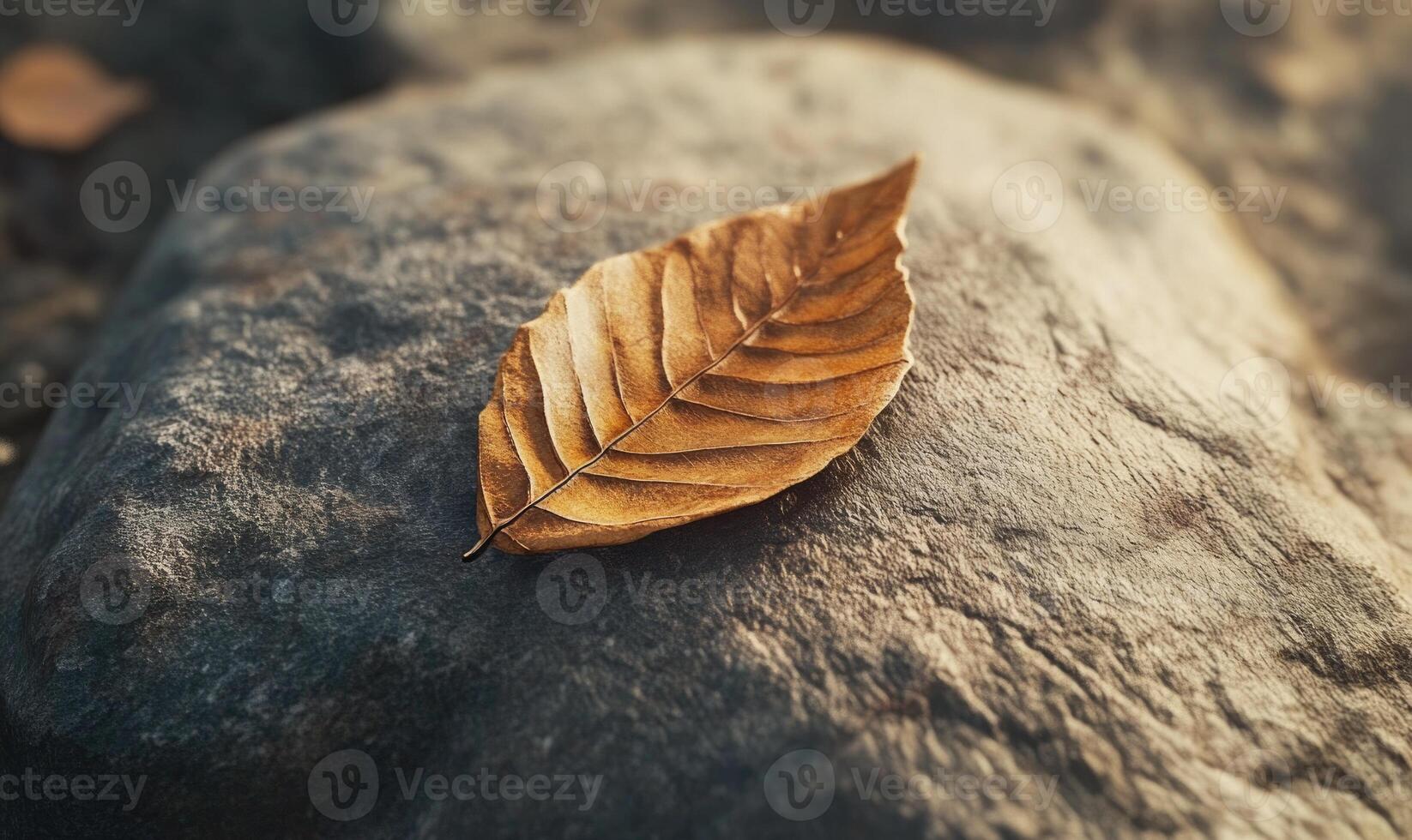 A dry leaf on a rock photo