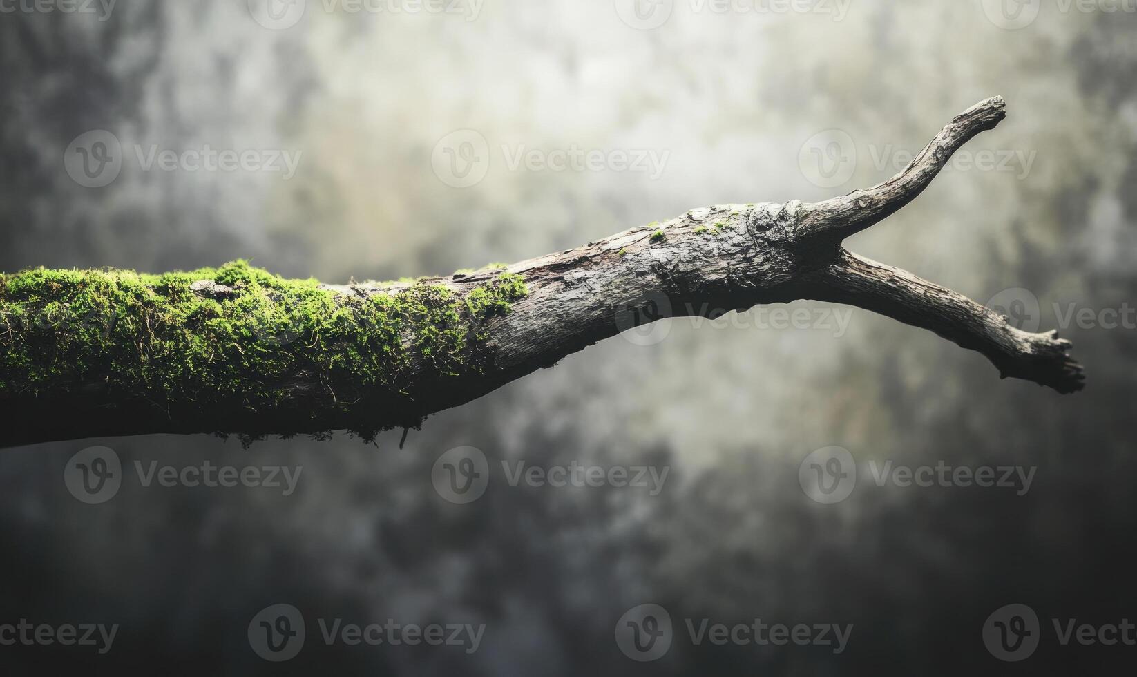 A tree branch with moss photo