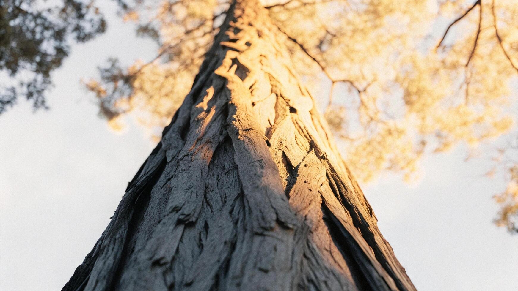 Detailed macro photograph of redwood tree bark, showcasing its rich texture and natural patterns photo