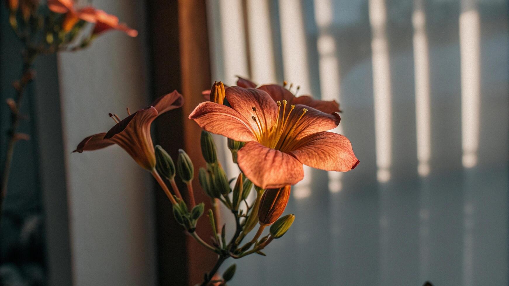 Close-up of a redwood flower with sunlight softly illuminating its petals photo