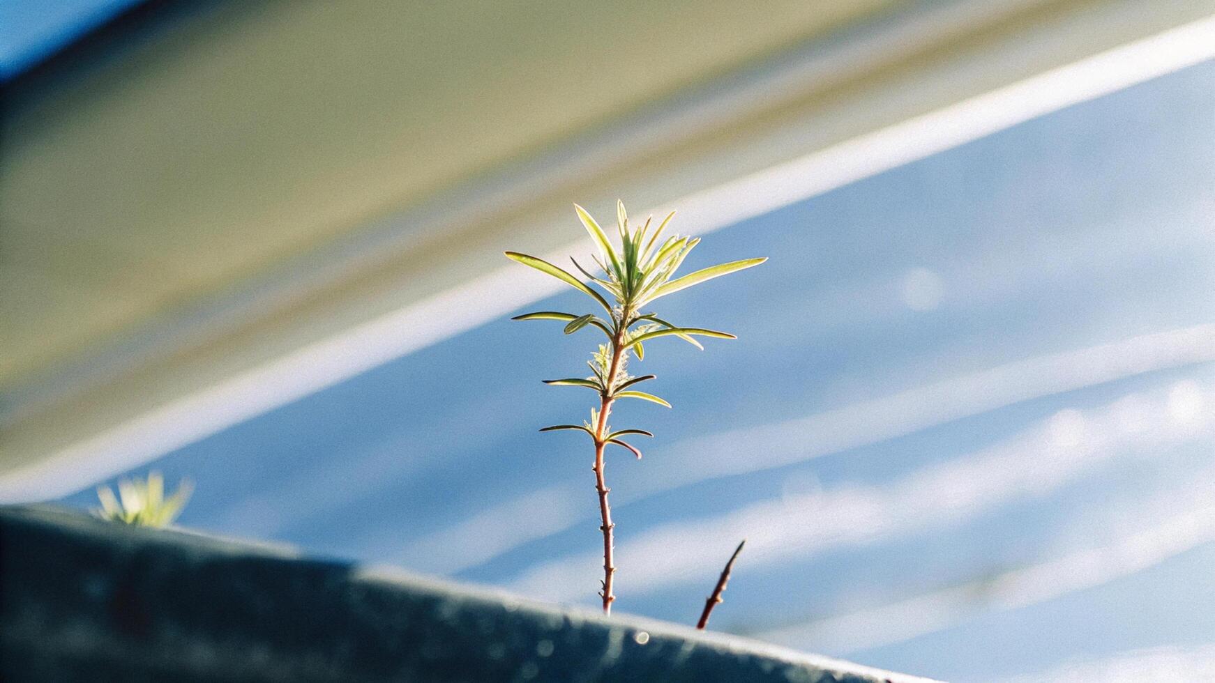 Close-up of a redwood seedling with sunlight gently illuminating its new growth photo