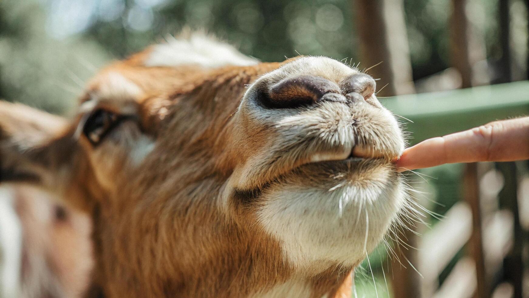 Close-up of a reindeer's mouth, showing the gentle expression and textured fur photo