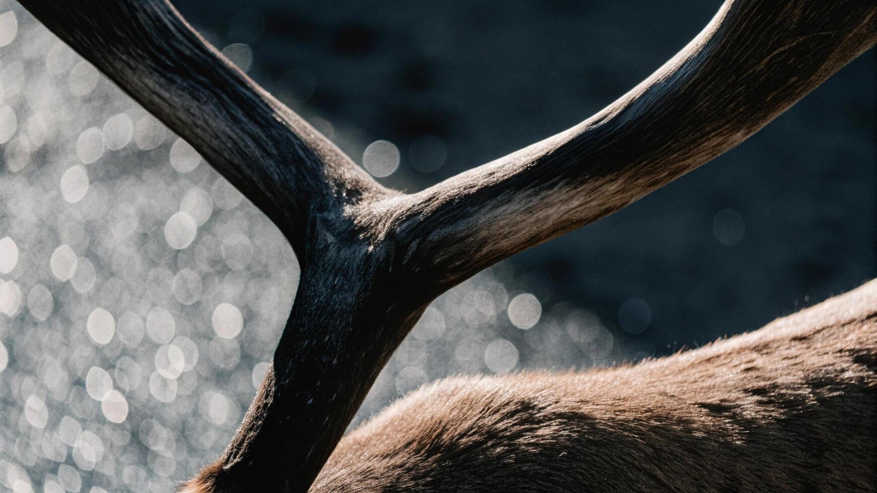 Detailed image of a reindeer's hip, capturing the smooth fur and strong joint photo