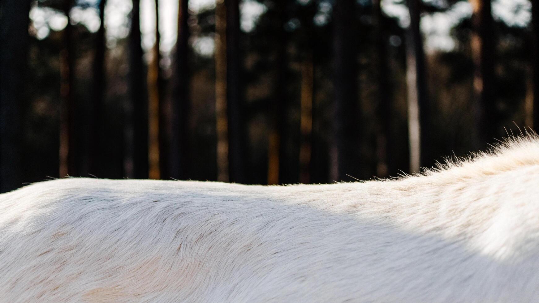 Macro shot of a reindeer's shoulder, showcasing the smooth fur and strong form photo