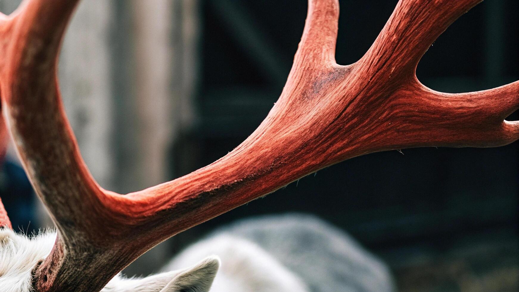 Macro shot of a reindeer's antler, highlighting the textured surface and soft fur photo