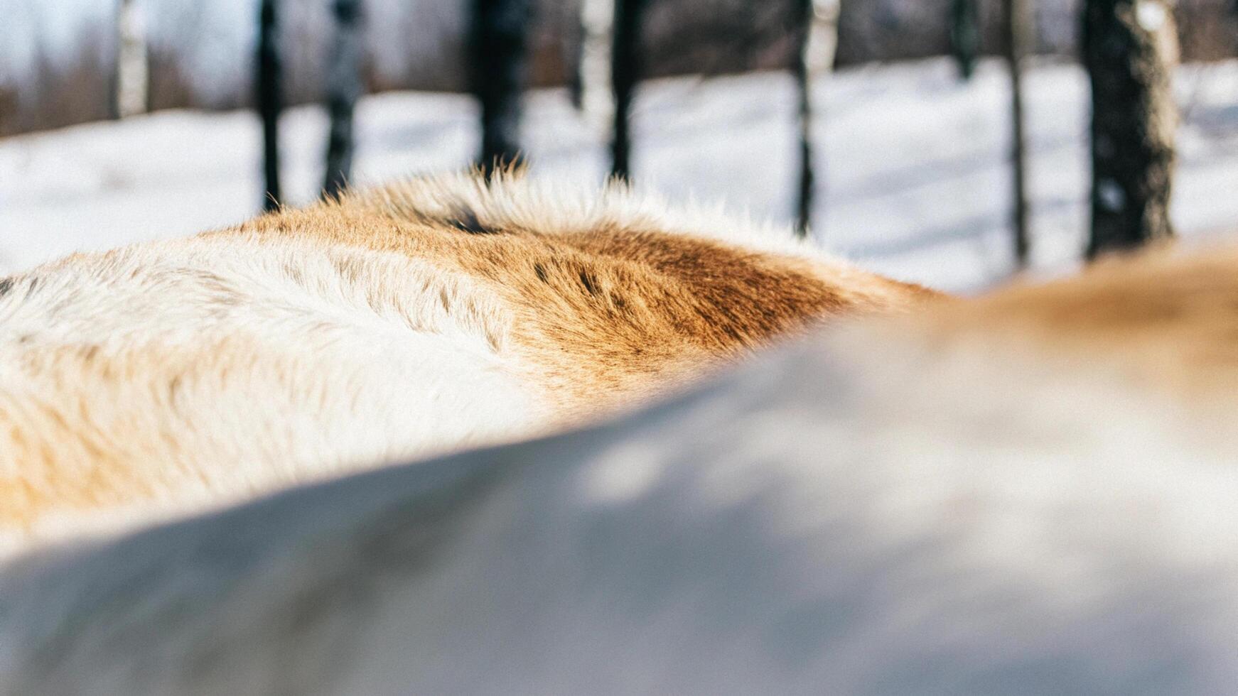Macro photography of a reindeer's belly, highlighting the soft fur and gentle roundness photo