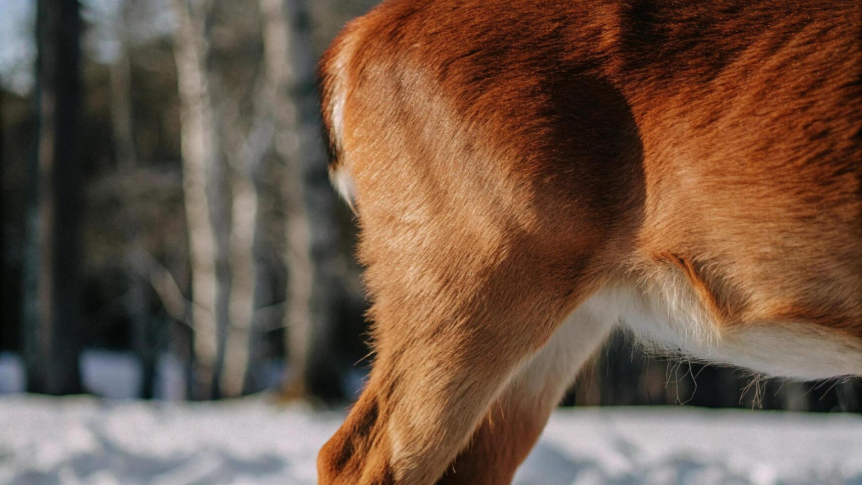 Macro photography of a reindeer's belly, highlighting the soft fur and gentle roundness, with a blurred winter landscape photo