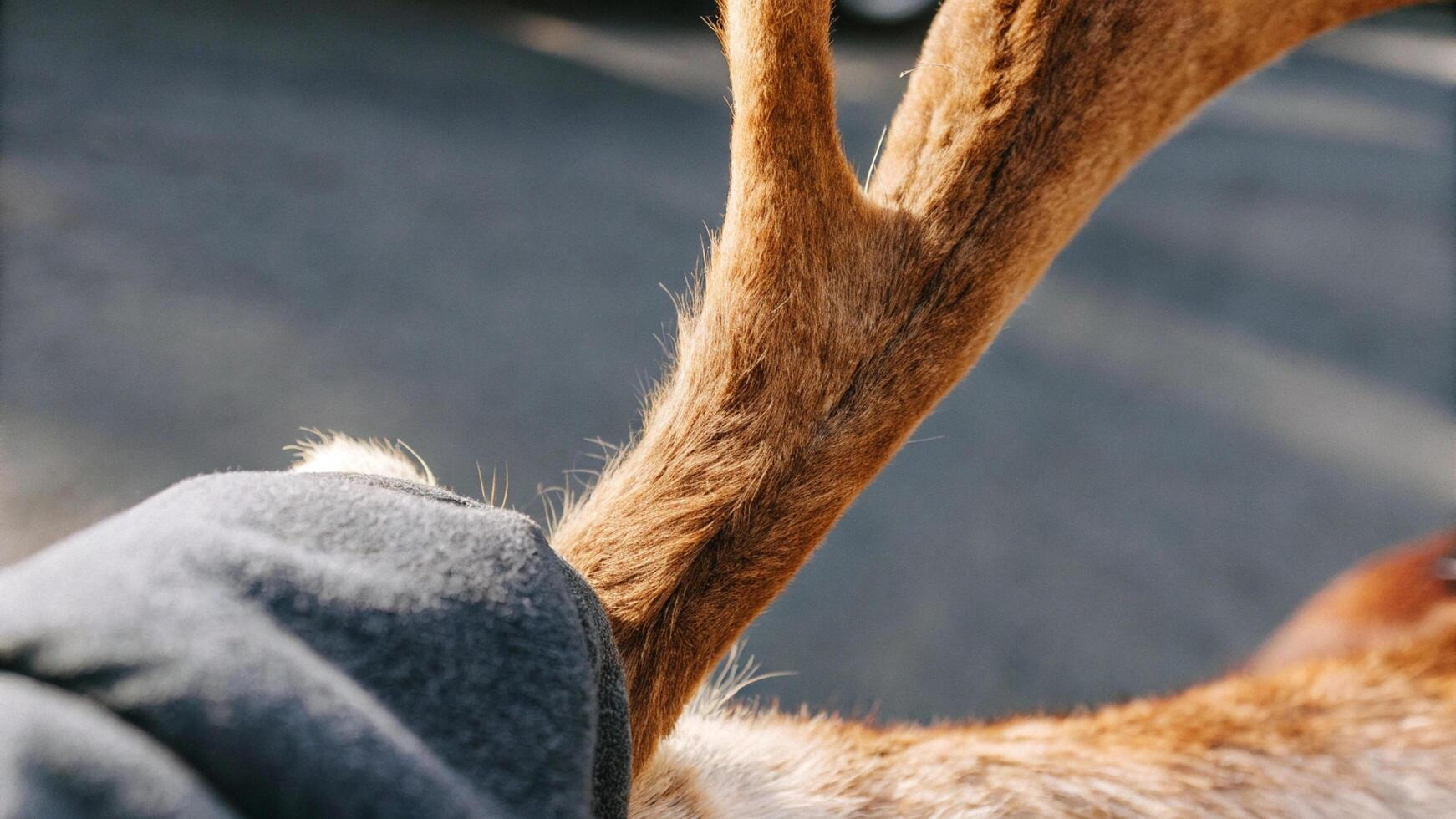 Close-up of a reindeer's wrist, showcasing the textured fur and gentle curves photo