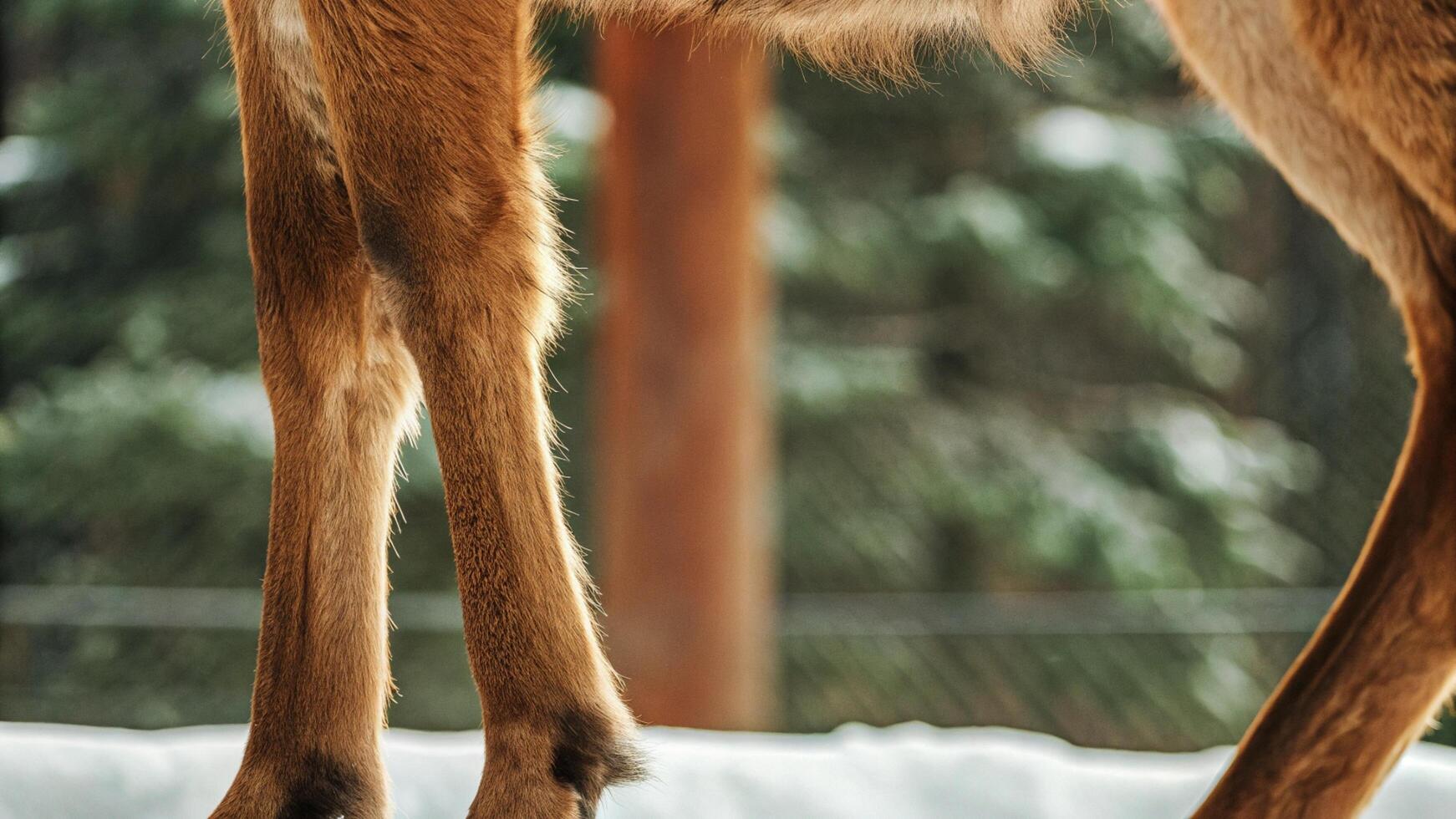 Macro shot of a reindeer's leg, capturing the textured fur and strong form photo