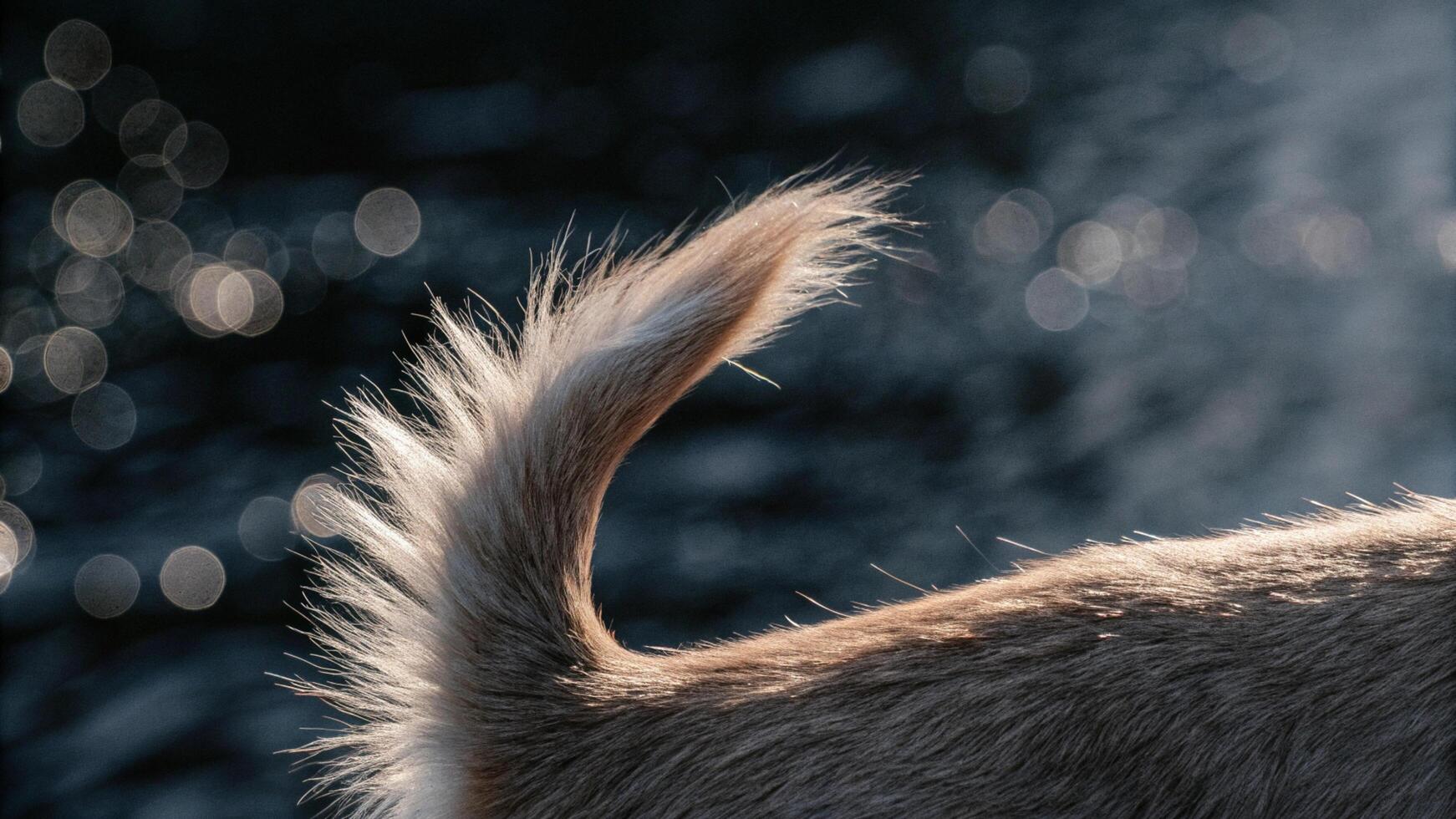 Detailed image of a reindeer's tail, capturing the fluffy fur and subtle movements photo