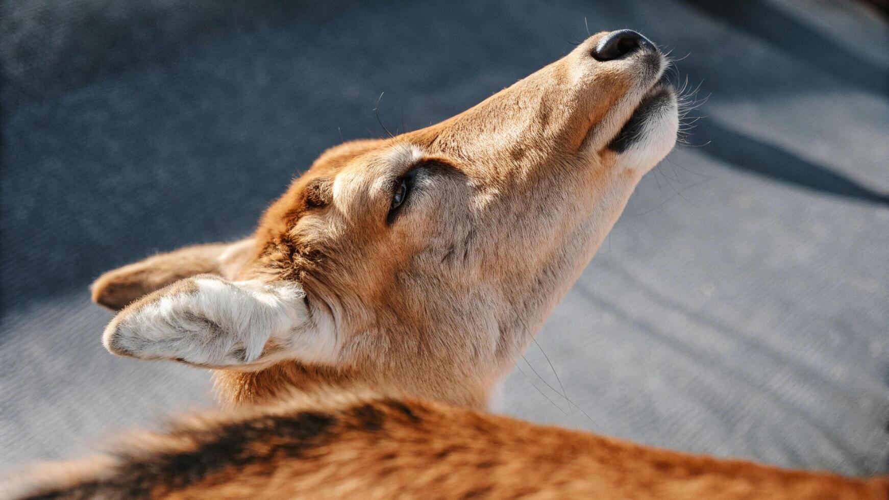 Close-up of a reindeer's neck, highlighting the soft fur and gentle curves photo