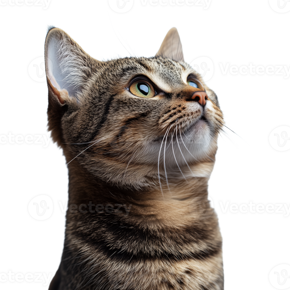 Curious Cat Gazing Upwards with Captivating Expression png