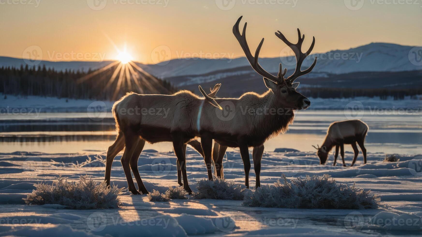 Majestic elk grazing by a serene lake at sunset, surrounded by snow-covered mountains photo