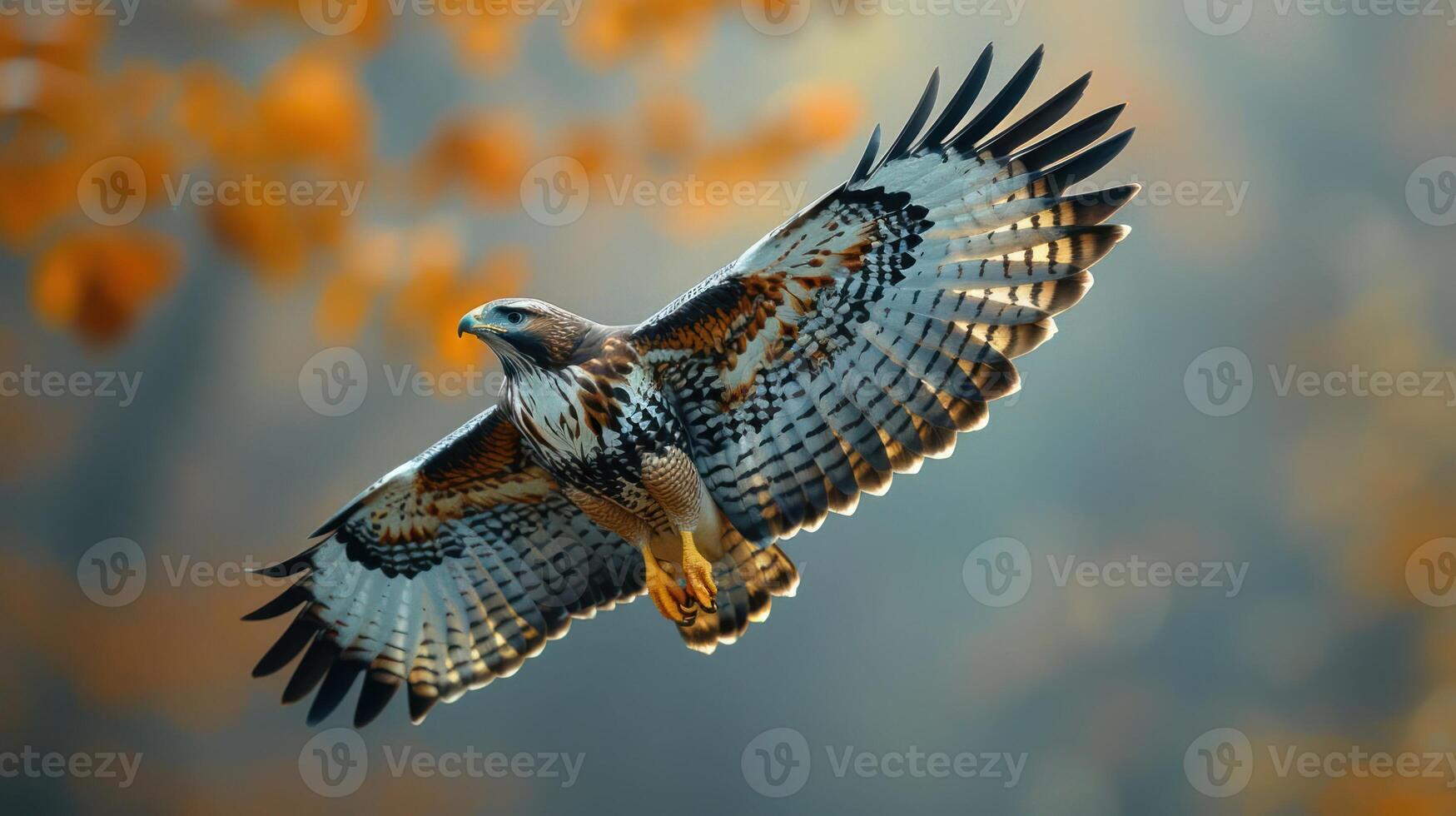 Majestic hawk soaring through a vibrant autumn landscape with blurred foliage in the background photo