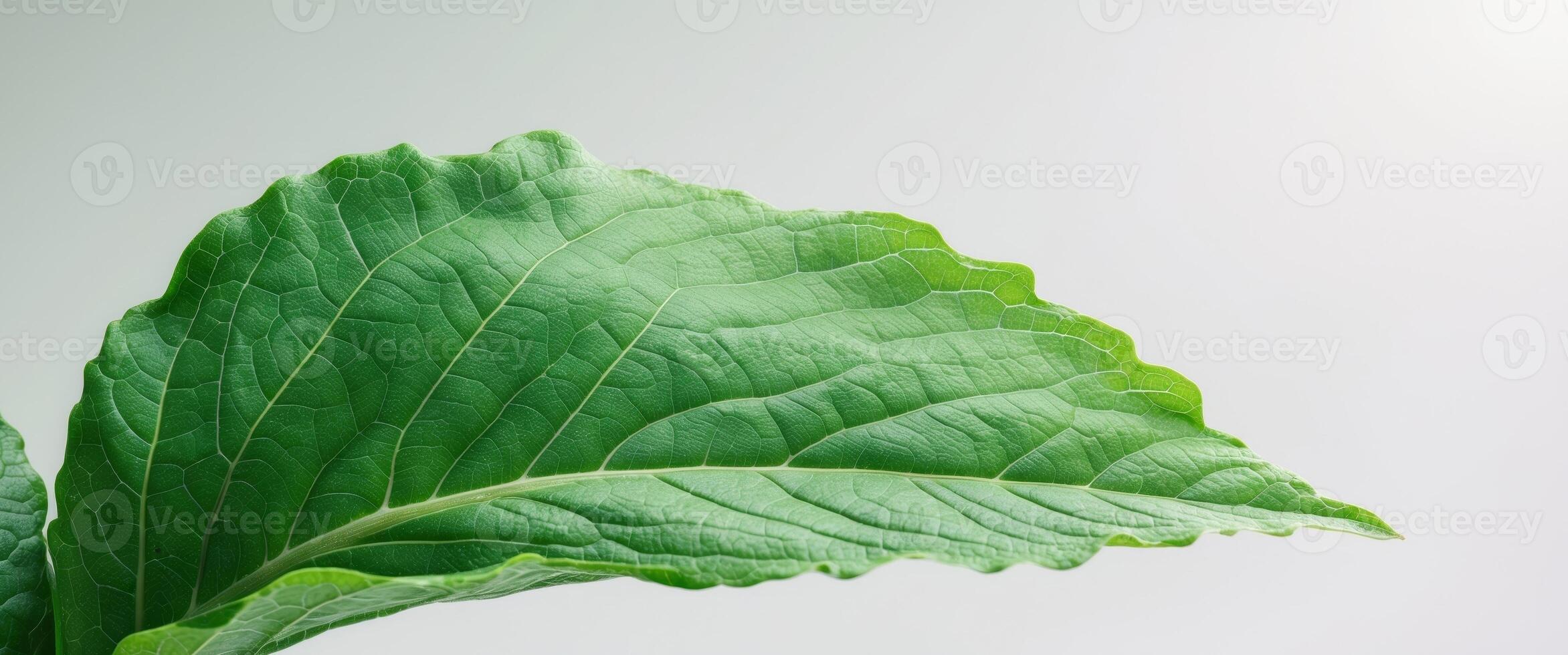 green leaf texture , copy space concept for wallpaper or background. photo