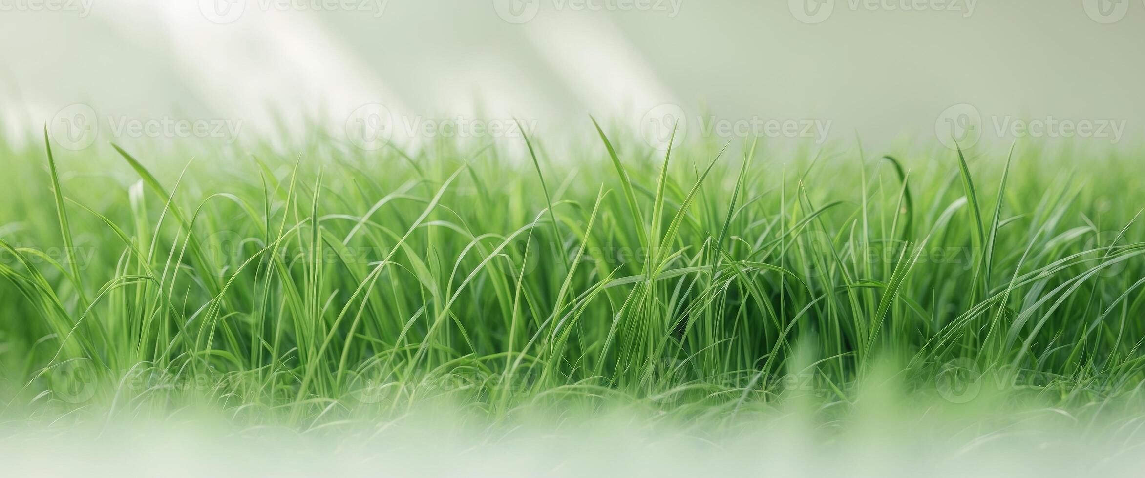 green grass texture , copy space concept for wallpaper or background photo
