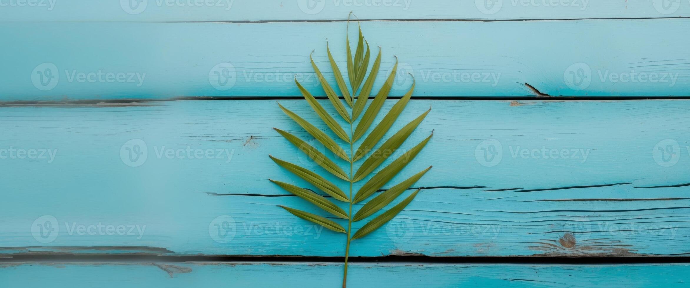 palm leaf branch on turquoise blue wooden planks with copy space. photo
