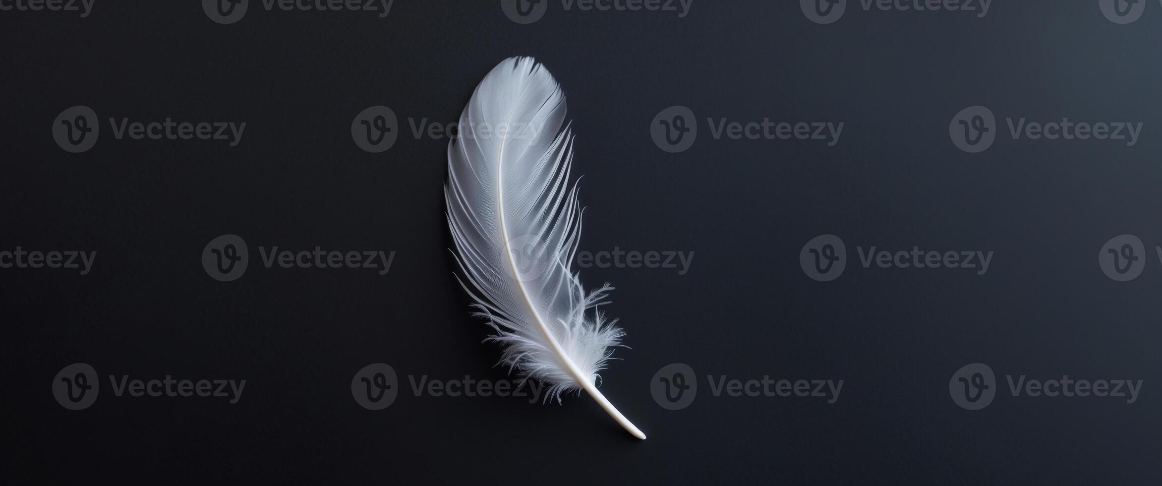 white feather floats on a black background photo