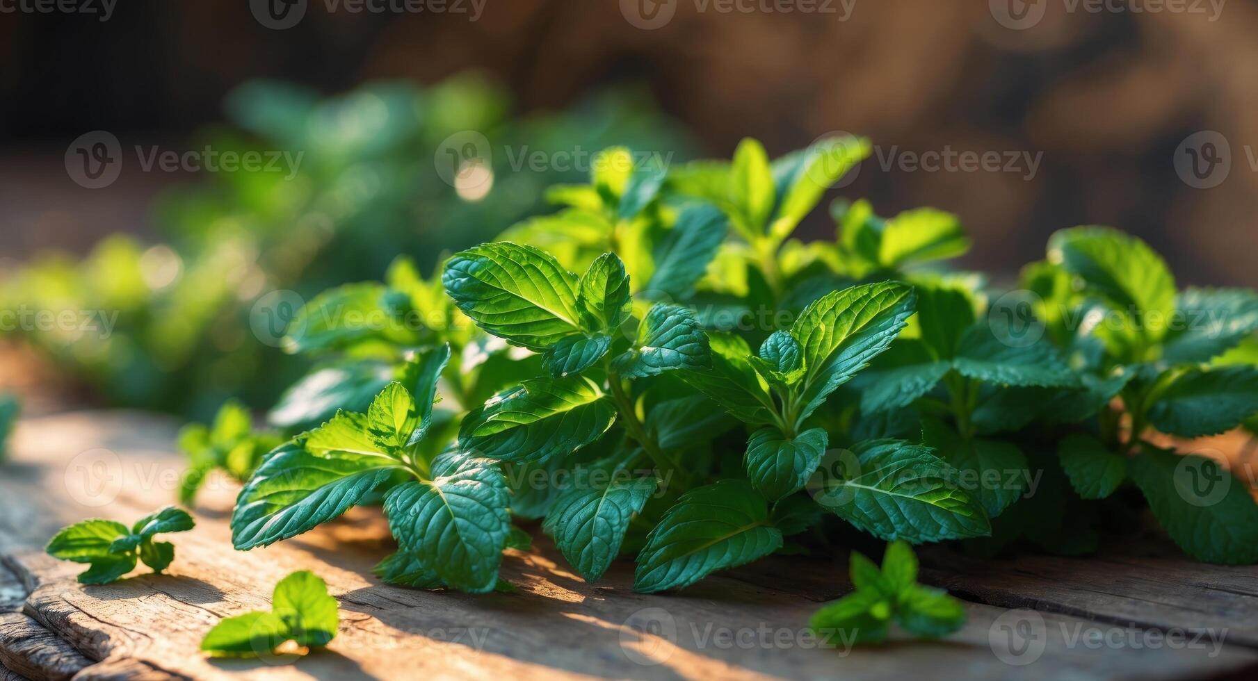 Vibrant green peppermint leaves densely clustered on a natural backdrop with soft lighting highlights creating a fresh culinary herb atmosphere photo