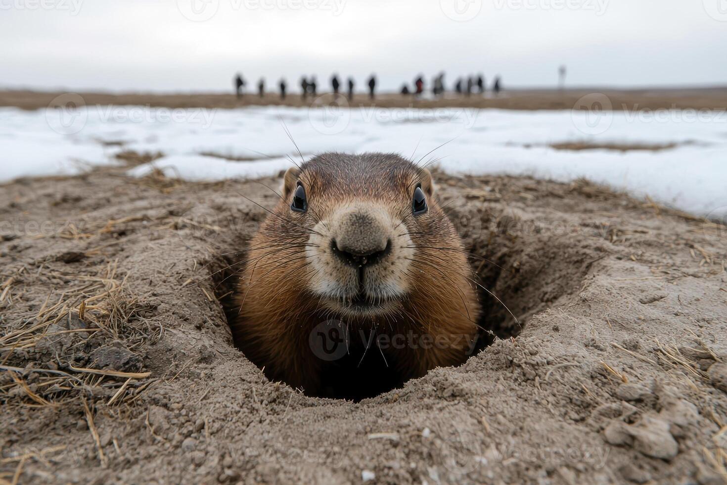 Close up of marmot peering out of burrow photo