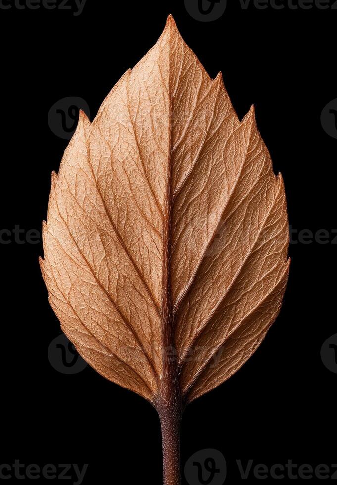 Dried leaf with visible veins on black background photo