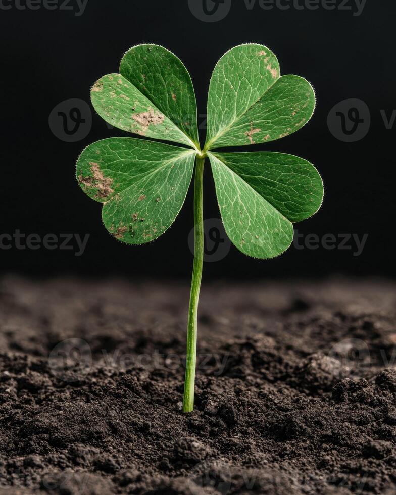 Closeup of a four leaf clover growing in dark soil photo