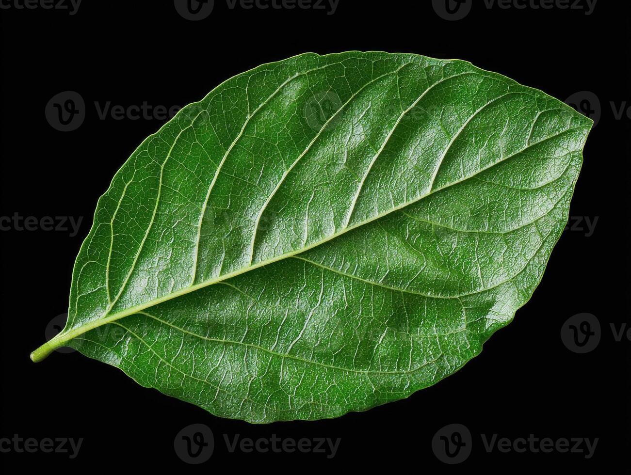Close up of a single green leaf isolated on black background. photo