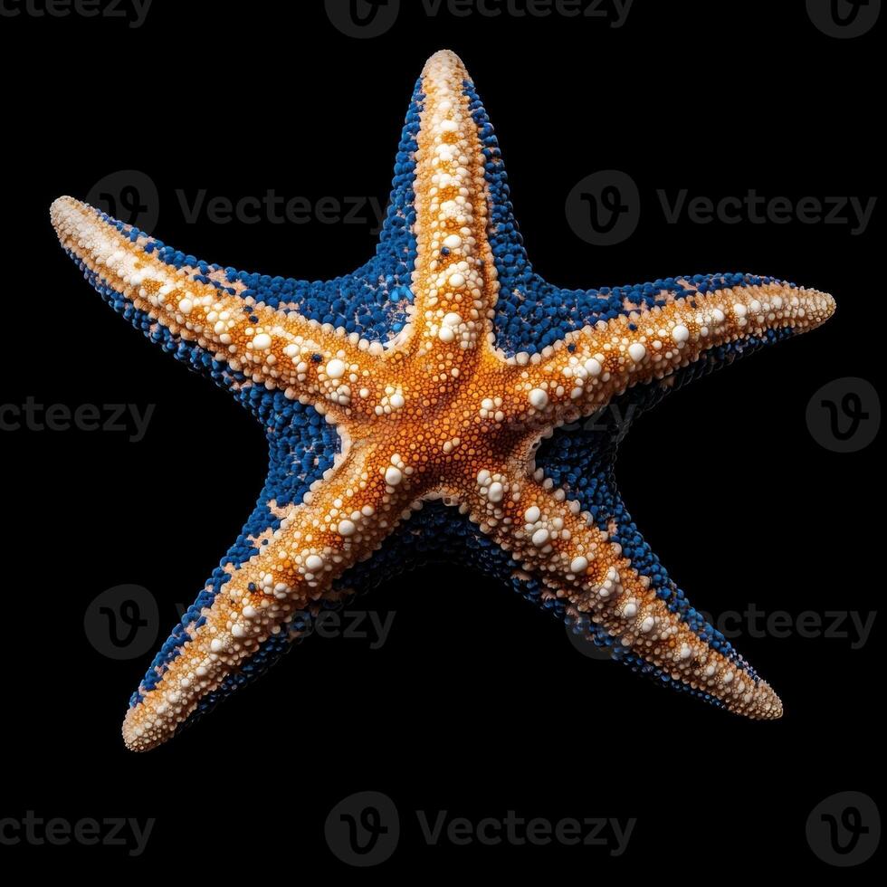 Close up of a vibrant starfish with blue and orange hues against a black background photo