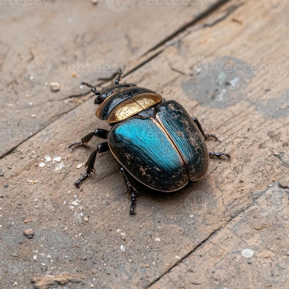 Closeup of a metallic blue and gold beetle on wood photo