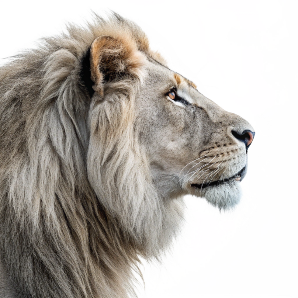 Majestic lion profile showcasing its isolated on transparent background png