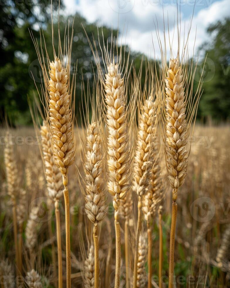 Close up of ripe wheat stalks in a field photo