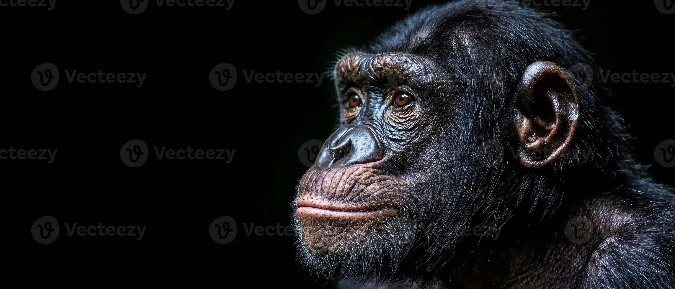 Close up portrait of a bonobo ape photo