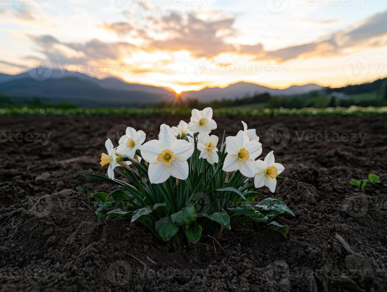 White daffodils in a field at sunset. photo