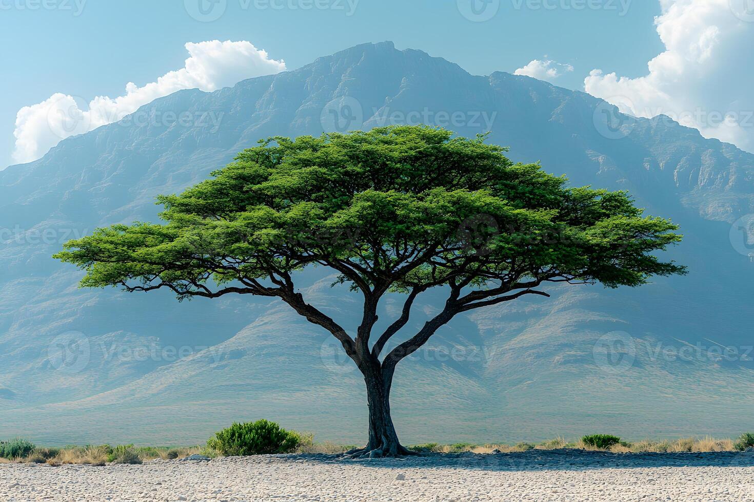 Majestic Lone Tree in Serene Mountain Landscape for Nature Lovers and Decor photo