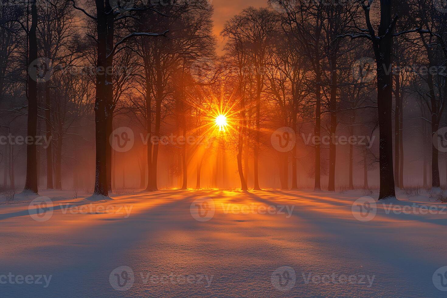 Winter Sunrise Through Forest Trees Illuminating Snowy Landscape photo