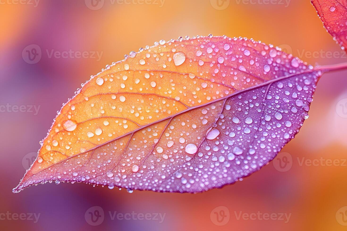 Vibrant Autumn Leaf with Dew Drops for Nature Art and Design photo