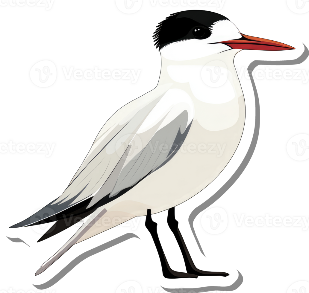 Illustration of a graceful Caspian Tern bird png