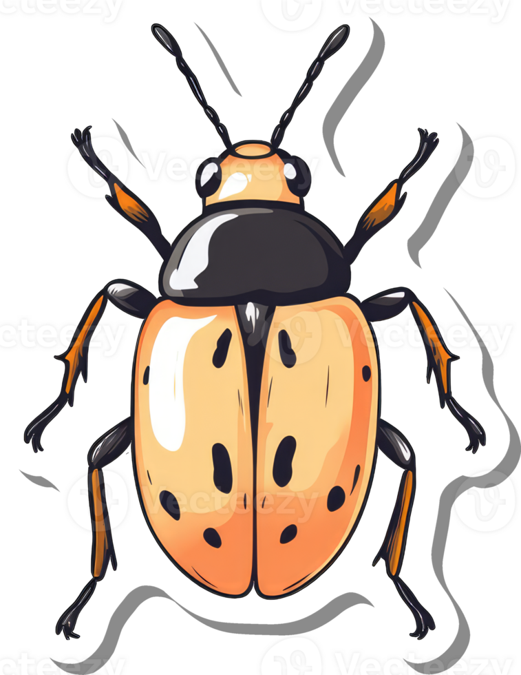A Detailed Illustration of an Orange Ladybug Beetle png