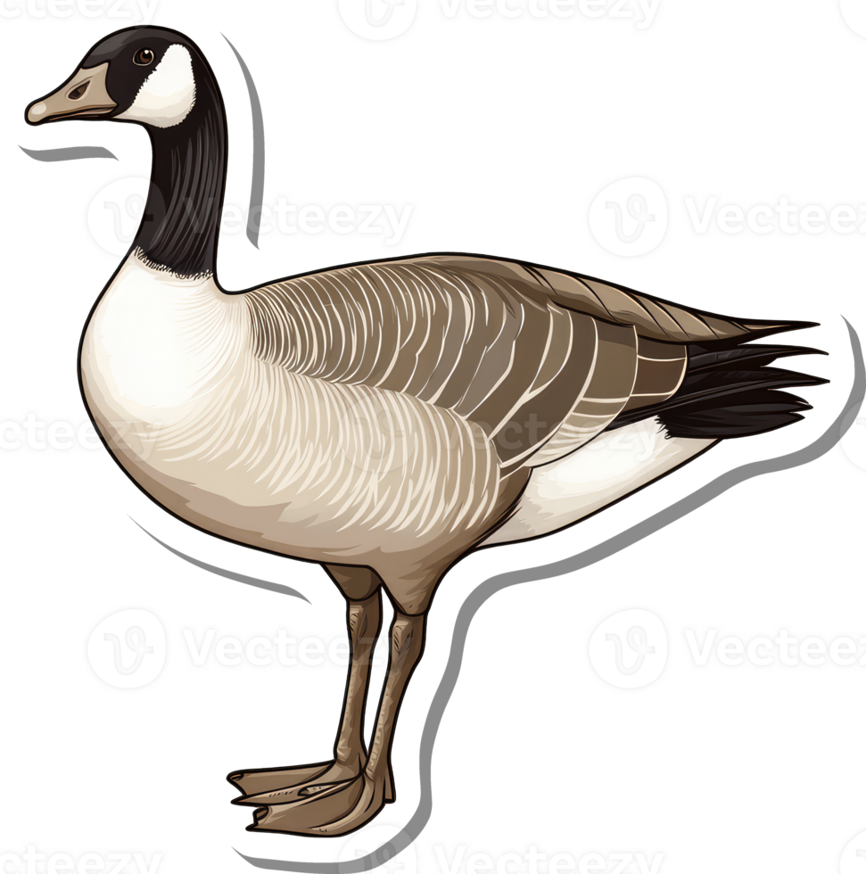 Illustration of a Canada Goose in Profile View png