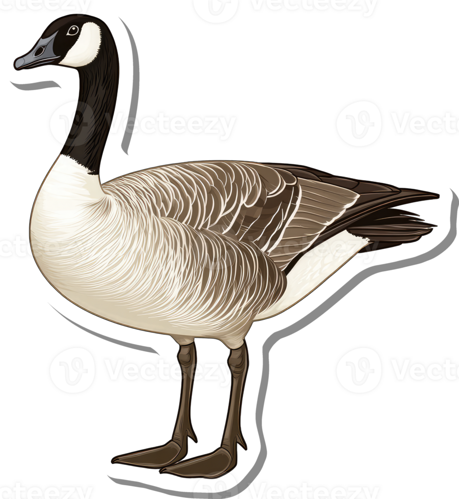 Canada Goose Illustration Detailed Avian Profile png