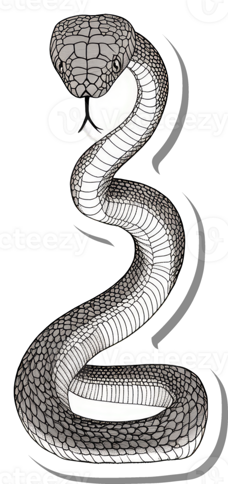 A Detailed Illustration Of A Gray Snake Coiled png