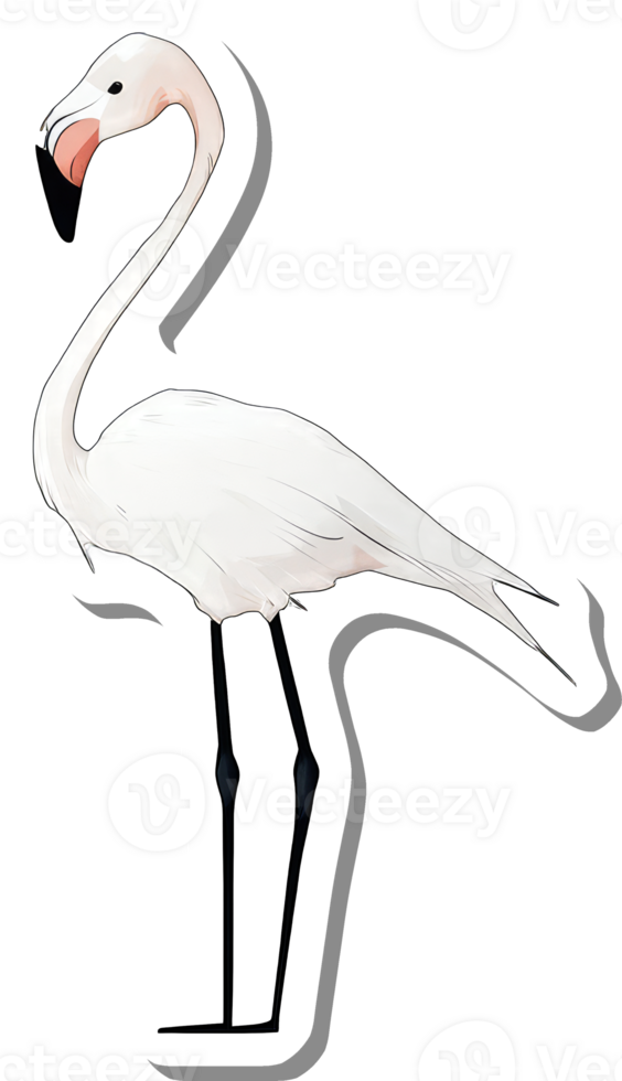 A White Flamingo Stands Gracefully On One Leg png