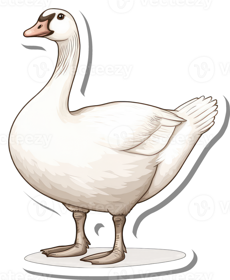 A Domestic White Goose Standing On A White Surface png