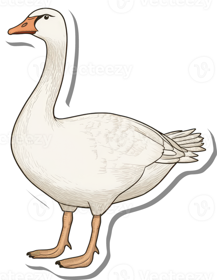 A White Goose Stands Gracefully In Profile View png