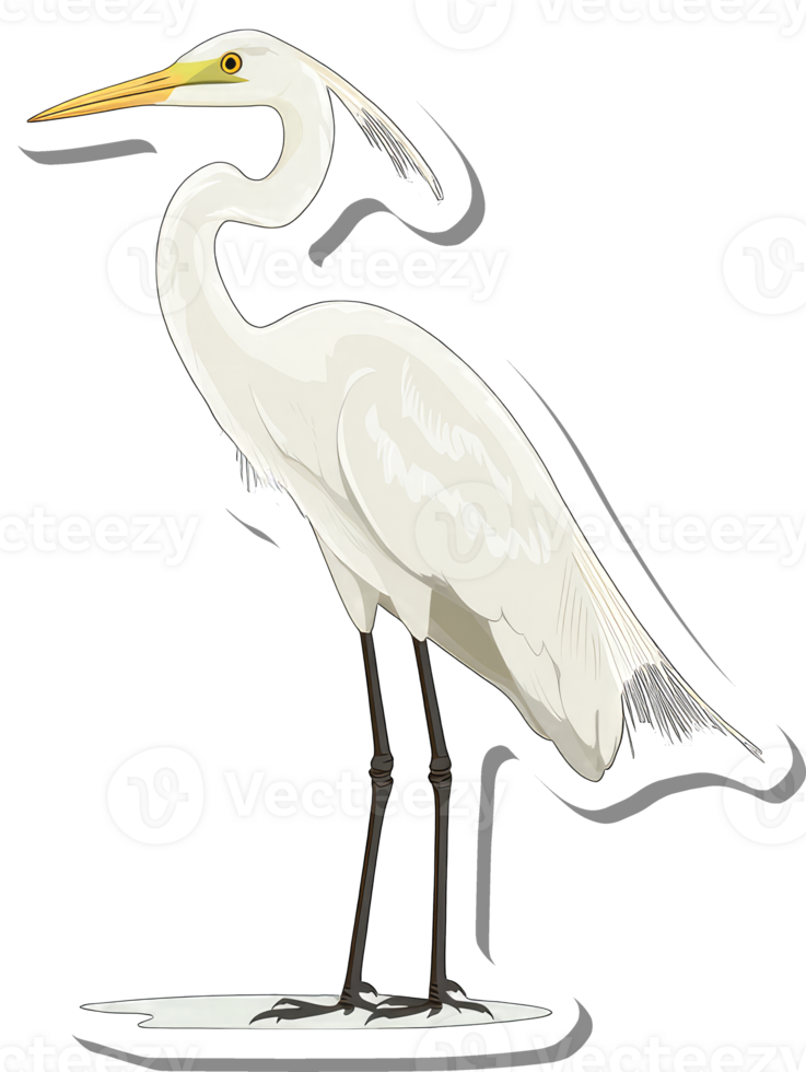 Elegant White Heron Bird Illustration Standing Tall png