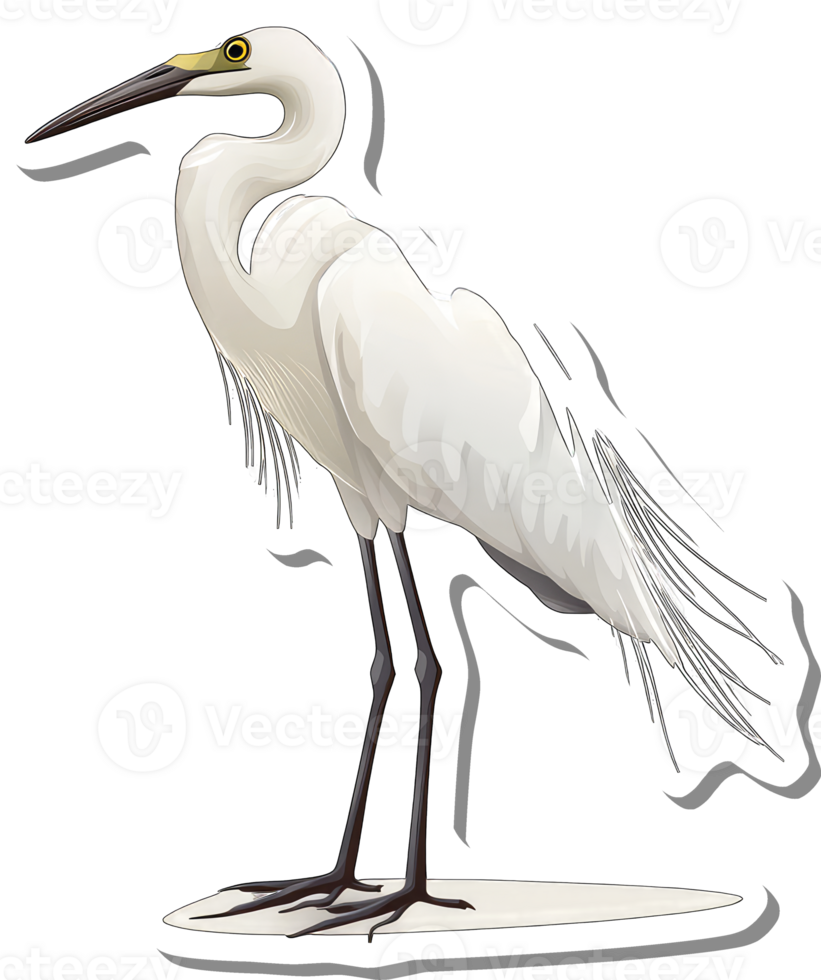 A Detailed Illustration Of A White Egret Bird png